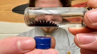 Ferrofluid demo