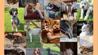 Blessing of the Animals