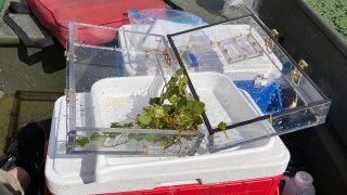 Polycarbonate suitcase