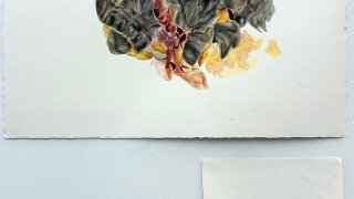 Anthropocene - Evelyn Albrecht