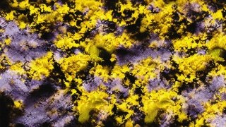 Eryk Salvaggio, Pollen Series (2), diffusion image, 2025