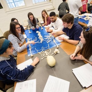 Students looking at a skeleton