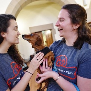Two Laurentians with a dog