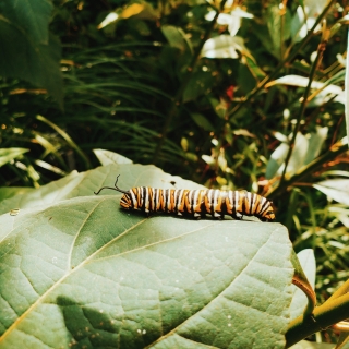 Caterpillar