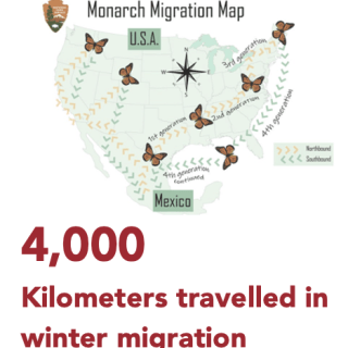 4000 km travelled in winter migration