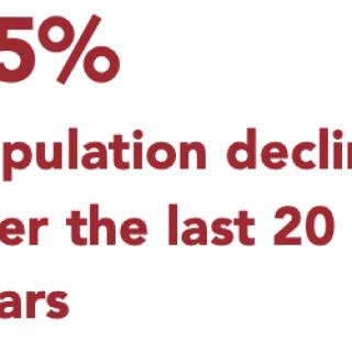 85% Population decline over the last 20 years