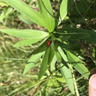 lily plant and the beetle