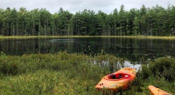 A kayak landing next to a bog surrounded by pine trees and tall grass. Two orange kayaks sit on the grass.