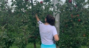 A student reaches up into an apple tree to pick an apple.