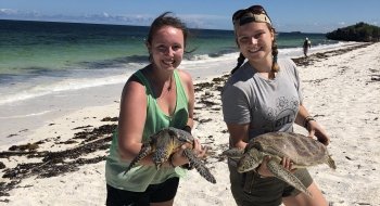 Two Saint Lawrence students stand on the beach holding sea turtles while studying abroad.