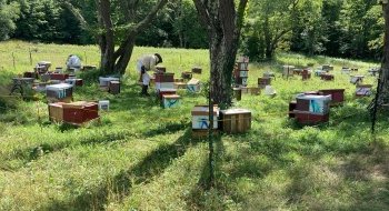People looking at bees