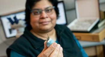 A photo of Dr. Pai holding a wild bee she has pinned.