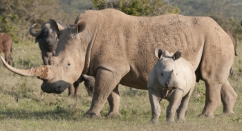 A photo of an adult rhino and a baby rhino.