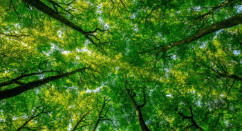 A bright green tree canopy on a sunny day