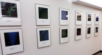 display of color photographs