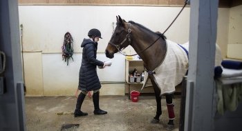 A student, bundled up in a winter coat, caring for a horse on crossties