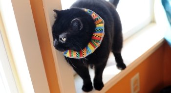 black cat wearing a colorful cat collar standing in window