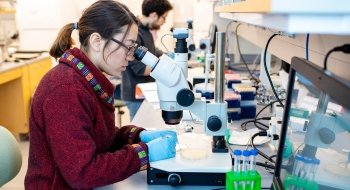 A student in a lab looks into a microscope.
