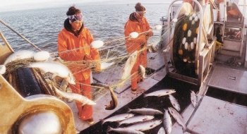 Two salmon boat fishers, wearing bright orange rubber jumpsuits, pull silver salmon our of a yellow net on the deck of a boat.