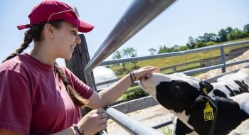 Emilia Verdai-Davidson, wearing a scarlet t-shirt and baseball cap, pets the nose of a cow on a sunny day at the farm where she's interning.