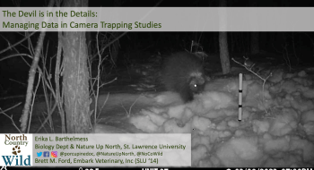 animal walking through snow at night that trail camera captured