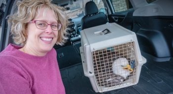 Debra Mousaw sits on the tailgate of a vehicle while a bald eagle lays in a cage ready to be transported for rehabilitation.