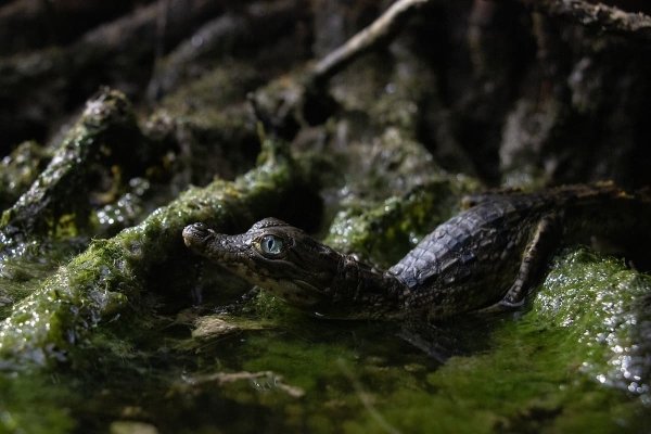 A baby crocodile, with piercing grey eyes, climbs over green moss covered tree roots to submerge itself in abody of water.