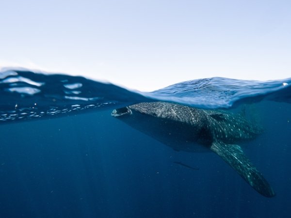 A large whale shark, with speckles of white, rises to the dark blue ocean surface.