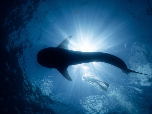 A view from below of a large whale swimming through the sapphire blue ocean as a person wearing flippers swims above. The sun is shining through the water.