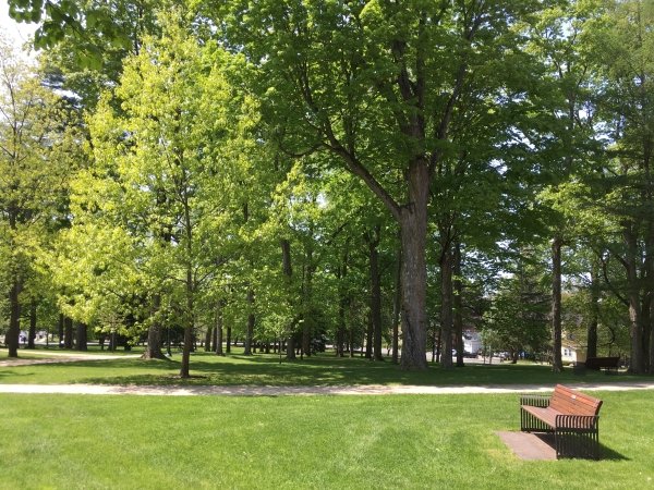 SLU Tree Campus Media 1