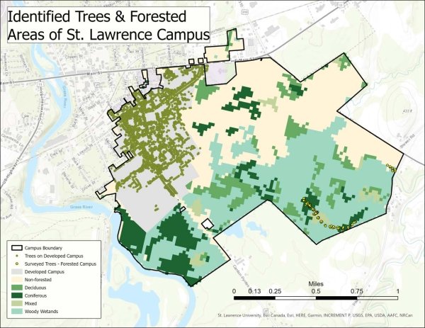 SLU Tree Campus 2024 - Tree and Forested Areas