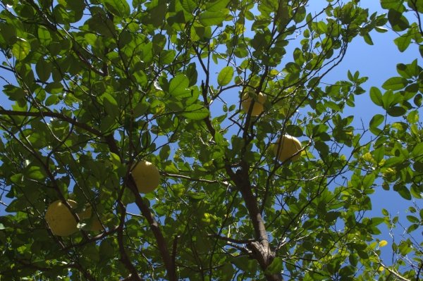 XJTLU campus greenery