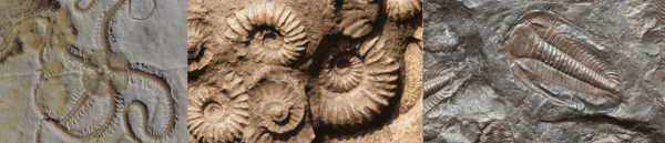 paleontology picture