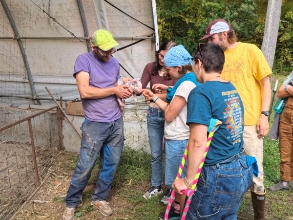 Arcadians pet a piglet at Mace Chasm Farm.