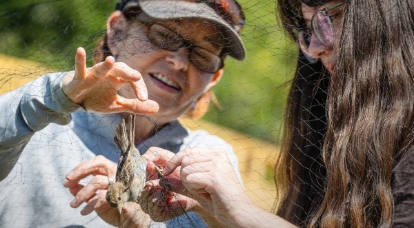 Susan Willson and a student carefully remove a small bird from a fine net during a field research activity outdoors.