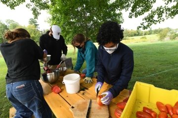 Four students gather around a picnic table, cutting and preparing ripe tomatoes.