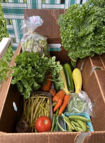 A cardboard box full of vibrant summer produce like parsley, kale, squash, carrots, and beans.