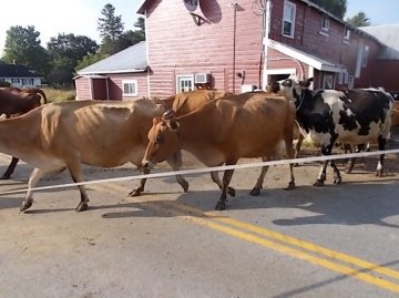 Cows crossing the road from the milking barn to the pasture.