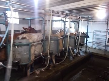 Cows getting milked.
