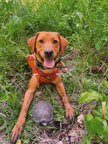 Newt, a happy red-golden dog, lays in front of a turtle in the grass.
