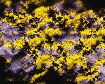 Eryk Salvaggio, Pollen Series (2), 2025, diffusion image 