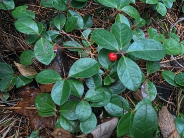 Beckley’s buddy wintergreen.
