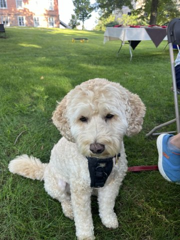 Dog at at BBQ
