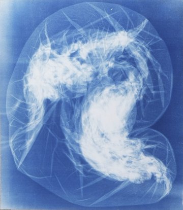 Sarah Knobel, Synthetic Nature 4, cyanotype on watercolor, 2024
