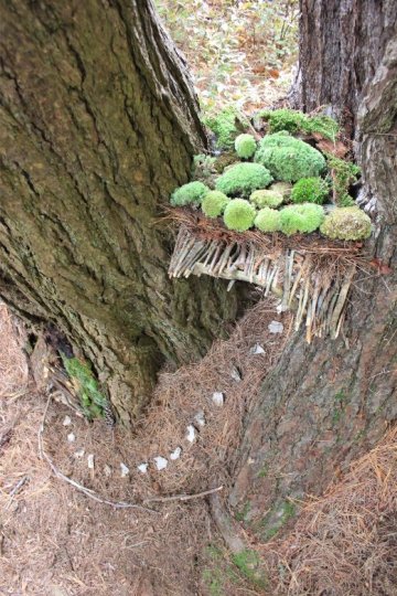 Nature Nook 2
