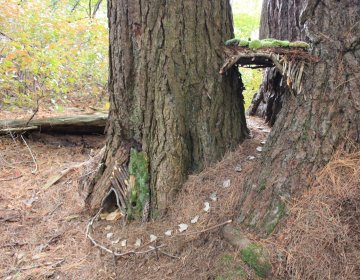 Nature Nook 3
