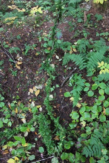 Taming the Ferns 1