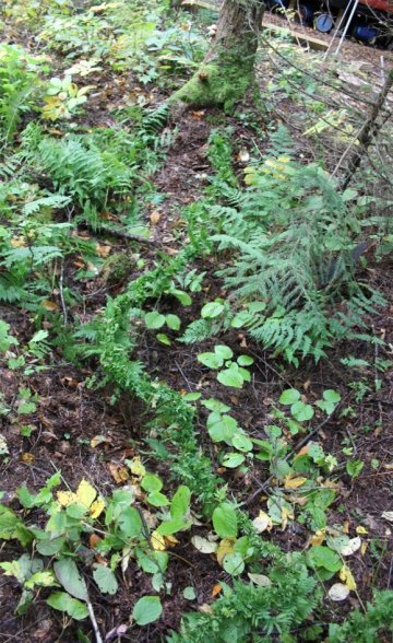 Taming the Ferns 2