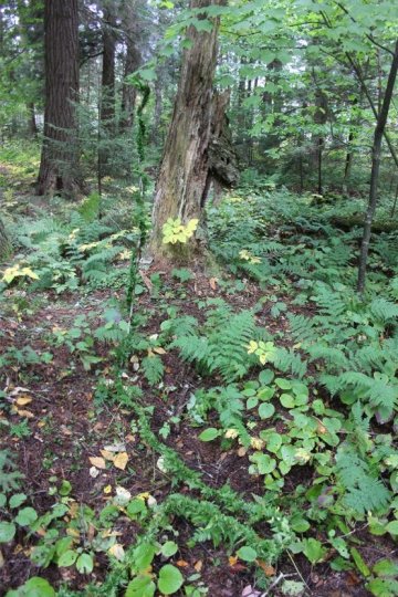 Taming the Ferns 3