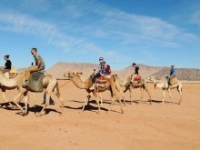Students riding camels